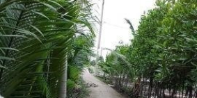 Đất TS, xã Bình khánh DT lớn 528m2 , 109m thổ cư, gần cầu Bình Khánh, giá 850tr