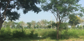 Bán Đất mặt tiền TP. Tân An 800tr/85m2