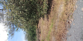 bán đất đồi, tổng diện tích 10ha, giá 1,1 triệu/1m2, thuộc xã long tân