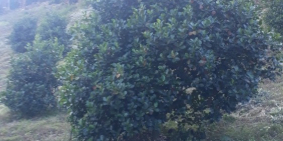 Chính chủ cần bán 2 lô đất vườn trồng cây lâu năm, tại tỉnh Đăk Nông