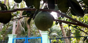 bán vườn cam và bưởi cho năng suất cao