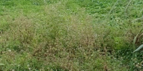 Cần bán lô đất kiệt thôn Gò Hà, Hòa Khương, Hòa Vang ,giá 700tr, lh 0768456886