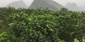 Bán gấp 7ha cam đang kì thu hoạch, tại Lương Sơn, Hòa Bình.