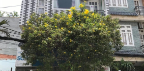 Nhà phố kết hợp cho thuê kiêng cố