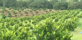 1,7ha mít đang bói điện nước đầy đủ có camera giám sát .