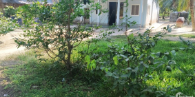 Đất vườn xã Châu Bình 4000m2 huyện Giồng Trôm Bến Tre