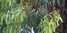 BÁN ĐẤT ĐẦU TƯ VÀO TRỒNG BẠCH ĐÀN ĐÃ CÓ SỔ