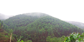 Chính chủ cần bán ngay đất rừng sản xuất , từ 5ha-1000ha , giá 169tr/1ha , shr