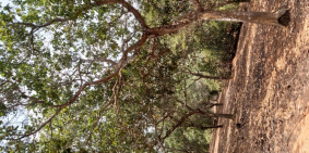 Bán gấp hơn 5,5 sào đất đỏ Gia Ui