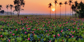 đất view hồ sen, rất thích hợp cho đầu tư