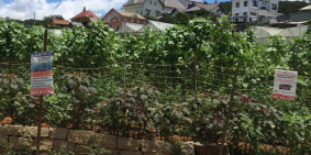 Cần bán lô đất mặt tiền đường An Sơn phường 5 Đà Lạt Lâm Đồng siêu rẻ giá trị