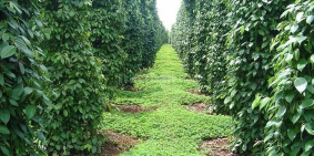 ĐẤT TRỒNG CÂY LÂU NĂM, THỔ CƯ TIỆN KHÁI THÁC LÀM TRANG TRẠI