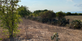 Bán đất trồng cây Bình Thuận sổ đỏ sang tên ngay chỉ 50 ngàn/m2 Lh 0938677909