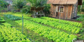 Đất Dầu Tiếng - Bình Dương giá mềm diện tích đẹp