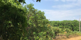 Giá đầu tư hấp dẫn - Bán 5ha đất mô hình vườn cây, ao cá thuộc xã Tiến Hưng