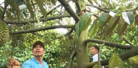 BẤN ĐẤT RẪY ĐÃ CÓ SỔ ĐỎ DT 15000M2