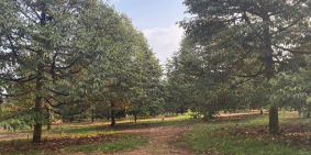 Cần bán đất trồng cây ăn trái,sầu riêng,măng cụt... phân lô tách thửa được.