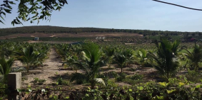 Bán 22210m2 đất trồng cây sông luỹ bắc bình cách ql 1a chỉ 2km Lh 0938677909