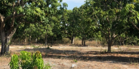 Chính chủ cần bán gấp lô đất đẹp TDP Tân Hòa 2 – TT Cam Đức – Cam Lâm – Khánh Hò