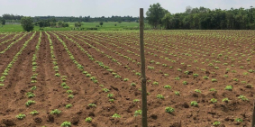 Cần bán 1 mẫu 1. Đá bạc bình trung. Châu đức