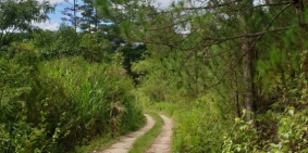 Bán đất nghỉ dưỡng và làm homestay ở đà lạt.