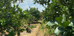 Bán Vườn bưởi Bình Lợi, Vĩnh Cữu, 2300m sổ riêng, giá chỉ 5ty8