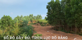 Bán 4.3 hecta đất cây lâu năm có sổ đỏ đầy đủ