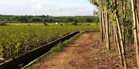 Muốn sang lại 17ha đất cây lâu năm cạnh Sông Ray, Xuyên mộc giá rẻ bèo bọt.