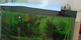 Bán nhà, Tôn Thất Thuyết, P3, Q4, 3 tầng, 4PN, 75m2, 6 tỷ.