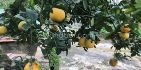 Nhà vườn 2 mặt tiền 1500m2 xã Thắng Quân, Tuyên Quang.