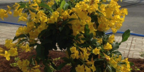 Bán lô đất 91m2 ngay chợ Hóc Môn, Đường Bình Mỹ gân cầu Xáng sổ riêng đường 9m