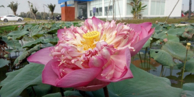 ĐẤT NỀN GẦN TRUNG TÂM HÀNH CHÍNH NHƠN TRẠCH. GIÁ ĐẦU TƯ