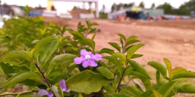 MỞ BÁN ĐẤT NỀN KCN SÔNG MÂY , CHIẾT KHẤU LÊN ĐẾN 10%