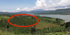 Đất trồng cây lâu năm. View sông Đồng Nai