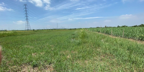 Đất ven sông Phước Khánh - Nhơn Trạch, mặt tiền 25C giá đầu tư