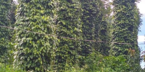 Sang 10ha đồi sình, đầy đủ cây công nghiệp, điện bơm tưới Thuận Hà Đắk Song