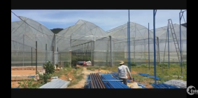 Bán đất đang thu hoach bông hồng hằng ngayg