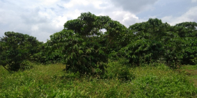 Chủ nhà kẹt tiền cần bán gấp trong tuần  5.6 xào đất Trong vườn đã trồng kín