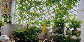 mua ngay hôm nay căn nhà CMT8 Quận 10, 3 tầng 36m2 hẻm xe hơi giá chỉ 4.6 tỉ