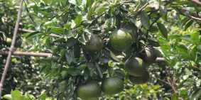 cần tiền bán gấp lô đất 2000m2 SHR Có thổ cư giá 195 triệu