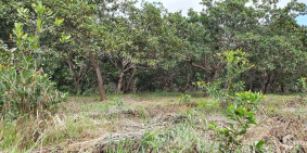 Bán đất trồng cây giá 360tr/1000m2 ở thôn Bình Tiến , tỉnh Bình Phước