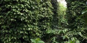 Bán 1,1ha đất nông nghiệp, canh tác ổn định nhiều năm, Sổ hồng chính chủ