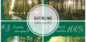 Đất Rừng Sản Xuất - Đầu Tư Hiệu Quả Hậu Covid