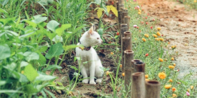 Đất Nhơn Trạch, 860tr/1000m, đường ô tô tới đất Phước Khánh