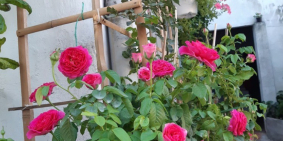 Chính chủ cần tiền bán gấp nhà MT Hà Huy Giáp, phường Thạnh Lộc, Quận 12