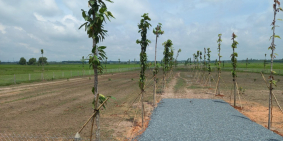 Cần bán gấp lô đất mặt tiền,DT :500m2, giá 580triệu,  xã Nhuận Đức, Củ Chi. SHR