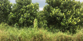 bán vườn mít siêu trái tại tp long khánh,sổ hồng riêng,có 600m2 thổ cư