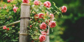 Bán đất có sổ liền kề tp Đà Lạt, giá chỉ 1,4 triệu/m