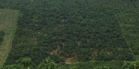 Tặng ngay 1 vườn cây càphe + bơ 034 khi đi xem đất tại Bảo Lộc.