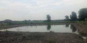 Lô đất trồng cây lâu năm 1 sẹt đường Phạm Thái Bường xã Phước Khánh. Đường 4m